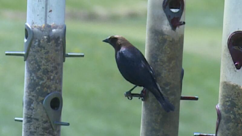 Although numbers aren’t as high in the Shenandoah Valley, experts at the Wildlife Center of...