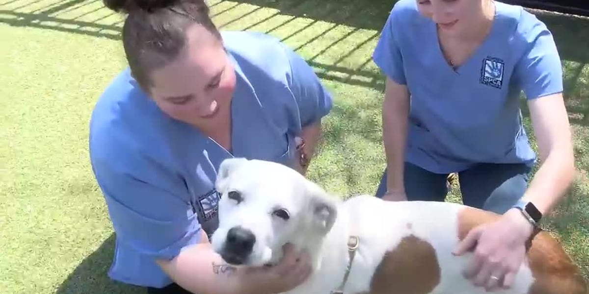 Nueva ley de Virginia tiene como objetivo ayudar a los refugios de animales que enfrentan escasez de veterinarios