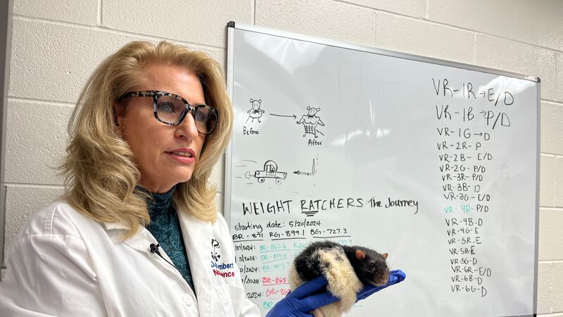Dr. Kelly Lambert at the University of Richmond has been teaching rats to drive since 2018 to...