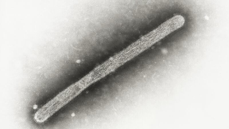 FILE - This 2005 electron microscope image shows an avian influenza A H5N1 virion. (Cynthia...