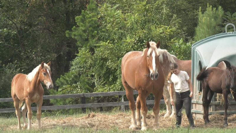 Colby's Crew Rescue Rescued horses create new family at Colby’s Crew Rescue