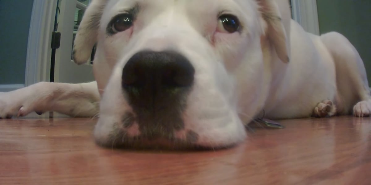 New telehealth service aims to improve pet care access in Virginia