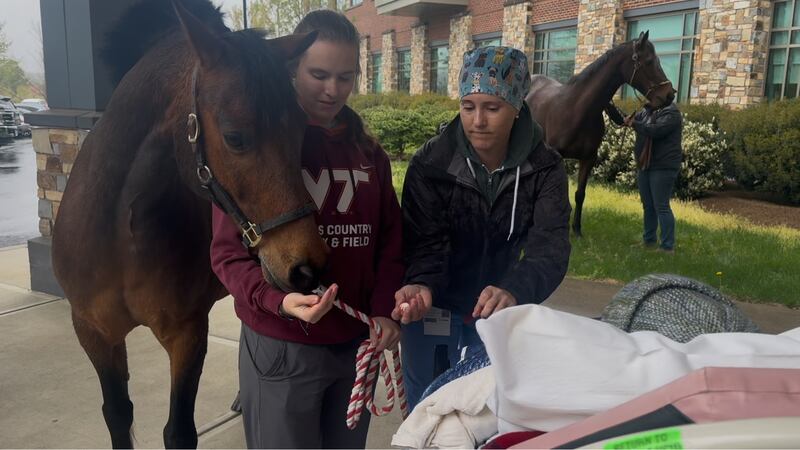 A final goodbye: hospital patient reunites with beloved horses