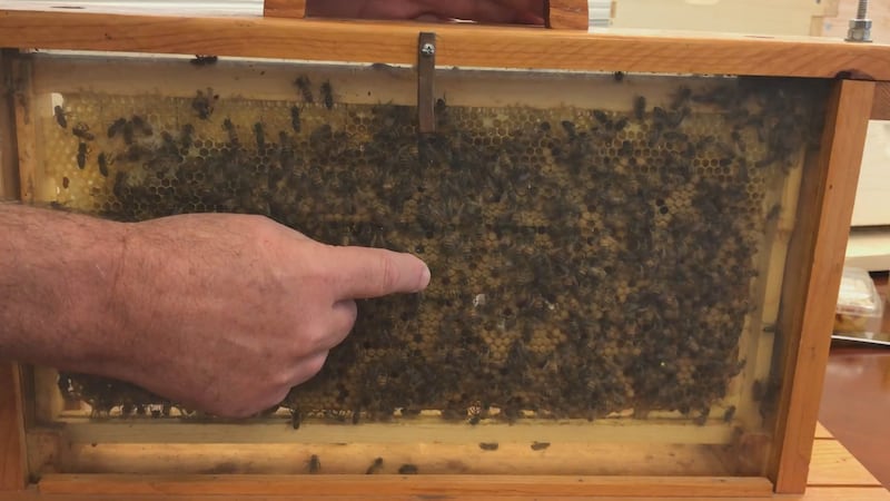 Bees
