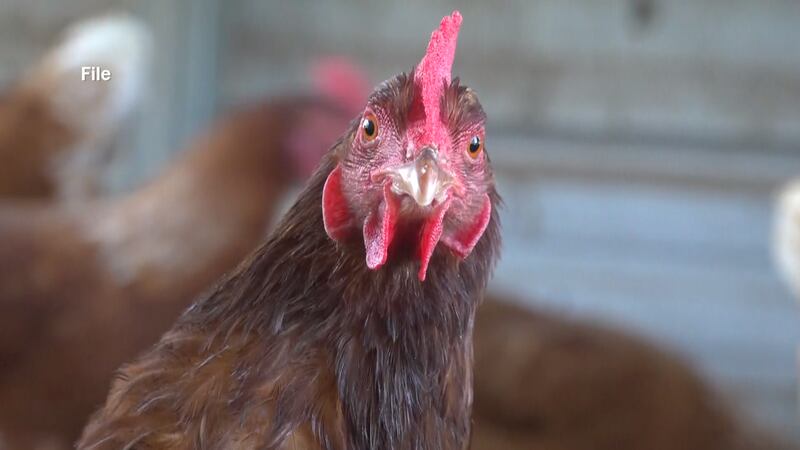 The mortality rate of bird flu is 60-80%.