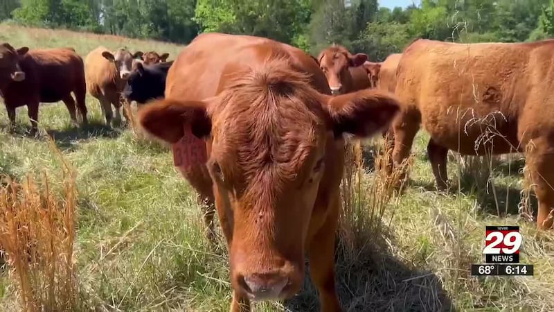 Soon, 130 cows will help environmental scientists and students study soil for farmers.