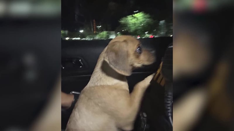 Puppy owner charged with animal cruelty after it was allegedly exposed to cocaine. (Source:...